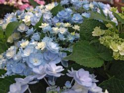 When all hope is lost, she gets a phone call from a newspaper company and is recruited as an intern in the. Gefüllte Tellerhortensie You & Me 'Forever' ® - Hydrangea ...