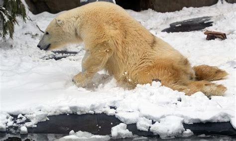Paralyzed Polar Bear Striving For Recovery In Moscow Zoo Global Times
