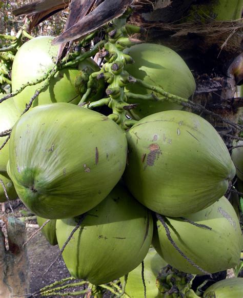 Coconut Major Export Crop Of Filipino Farmers First Of Four Parts