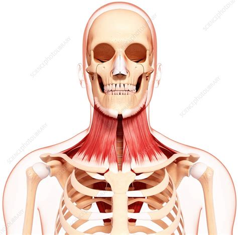 Human Neck Musculature Artwork Stock Image F Science