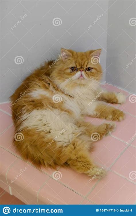 Yellow And White Pregnant Persian Cat Stock Photo Image Of Pink Lazy