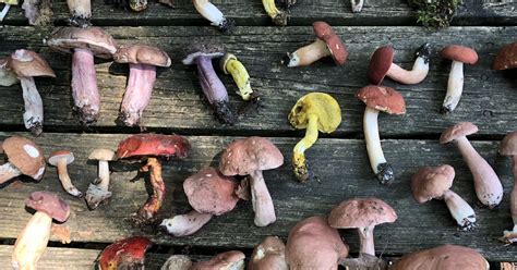 Fungi Fans Find Plethora Of Mushrooms In Nj Woods