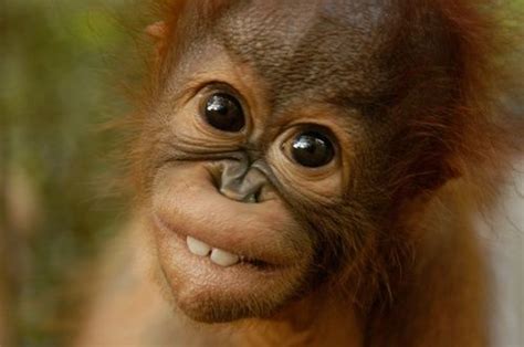 17 Best Images About Baby Orangutans On Pinterest