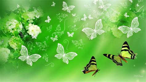 Green Butterfly Wallpapers Top Free Green Butterfly Backgrounds