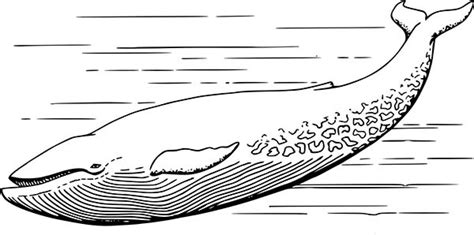 Blue coloring pages for preschool blue coloring pages printables blue whale coloring pages blue coloring pages blueberry coloring pages. Blue Whale Coloring Page for Kids - NetArt