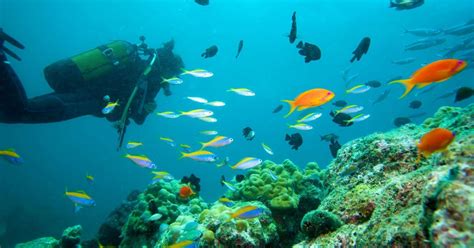 Marmaris Scuba Diving With A Qualified Instructor Getyourguide
