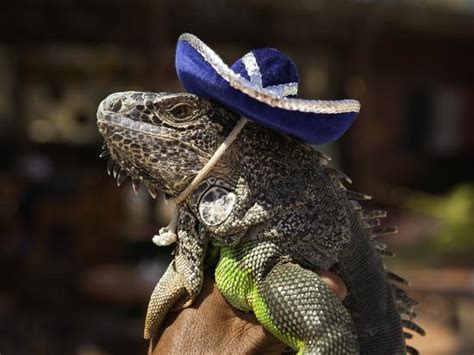 Iguana Wearing A Sombrero In Cabo San Lucas Photographic Print By Danny