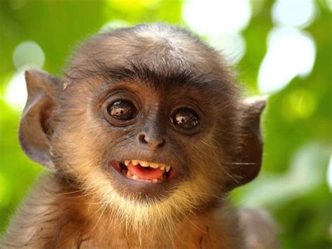Image Result For Smiling Monkey Funny Monkey Pictures Smiling