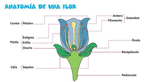 La Reproduccion De Las Plantas Dibujo De Las Partes De Una Planta Porn Sex Picture