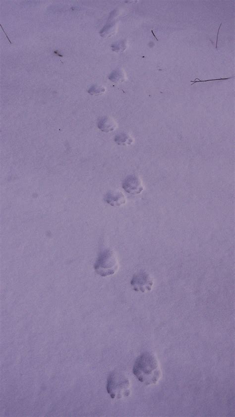 Raccoon free download png format: Winter Tracking Carnivores | VASSA Nature Report
