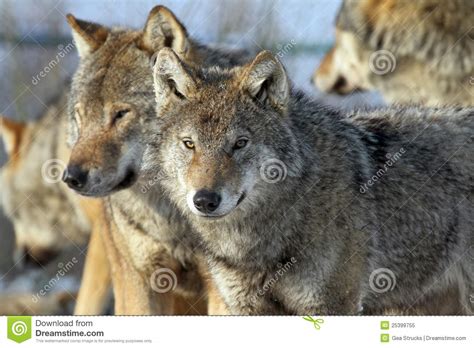 Couple Of Wolves Stock Image Image Of Pair Predator