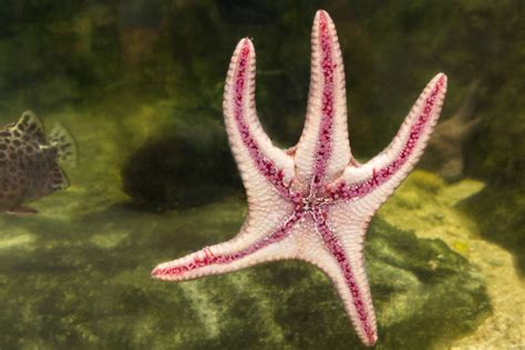 Marine Species Sea Star Scuba Diver Life