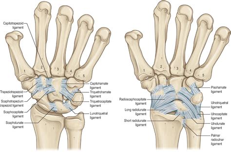 The Hand And Wrist Musculoskeletal Key