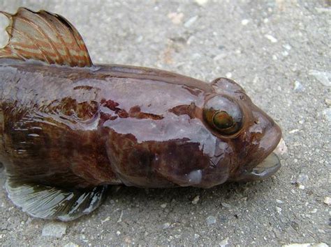 Gobius Niger Black Goby Rockpool Fish Images