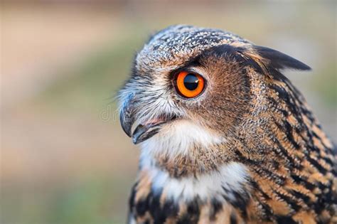 Eurasian Eagle Owl With Open Beak Closeup Portrait Of Owl Profile