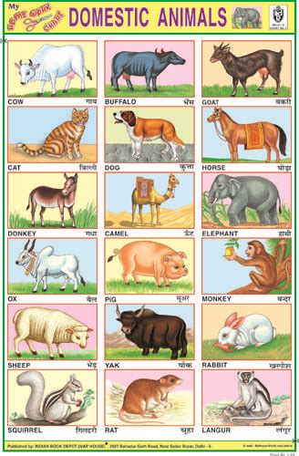 Domestic Animals | Hindi language learning, Animal pictures for kids