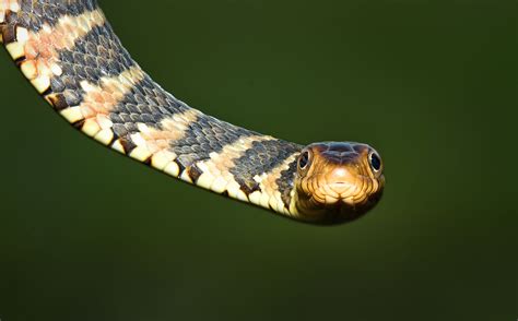 Snakes Of The Everglades And South Florida