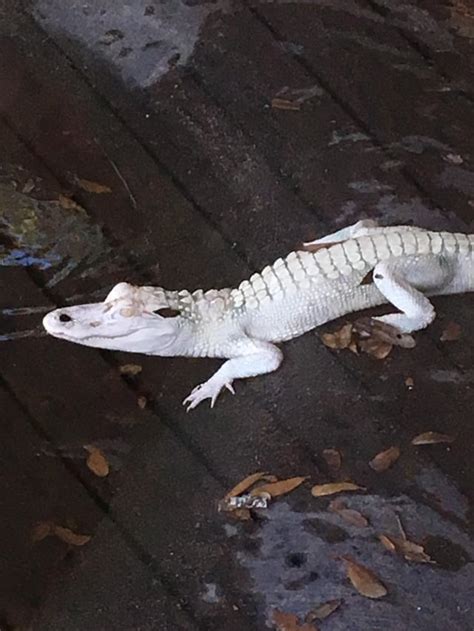 Baby Albino Gator At The Florida Alligator Farm Rreptiles