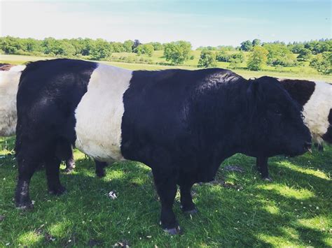Belted Galloway Bulls Hedgeley Farms