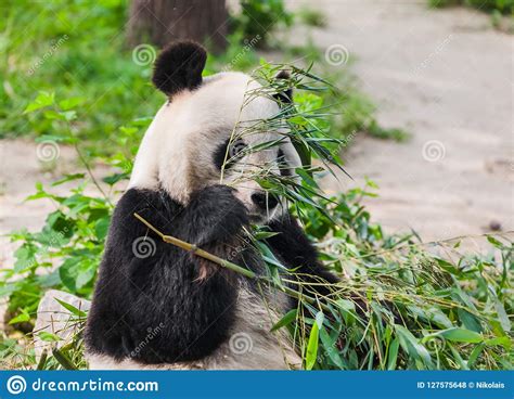 Giant Panda Eating Bamboo Stock Photo Image Of Exotic 127575648