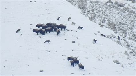 Wolves Hunting Bison In Yellowstone National Park Youtube