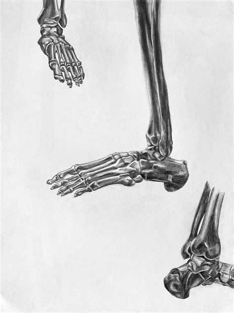 Foot Bones Study Sydney Mcbride Art