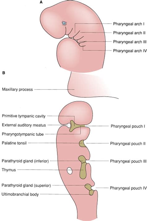 Parathyroid Glands Basicmedical Key