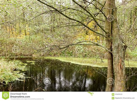 Autumn Reflection At A Quiet Mountain Lake With Cattails By The