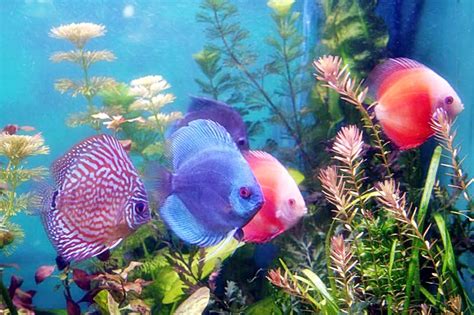 Cara budidaya ternak ikan hias air tawar di aquarium 6 menit membaca oleh kyla damasha pada november 27, 2019. Ikan Hias Jenis Gambar Dan Budidaya Ikan Hias Air Tawar ...