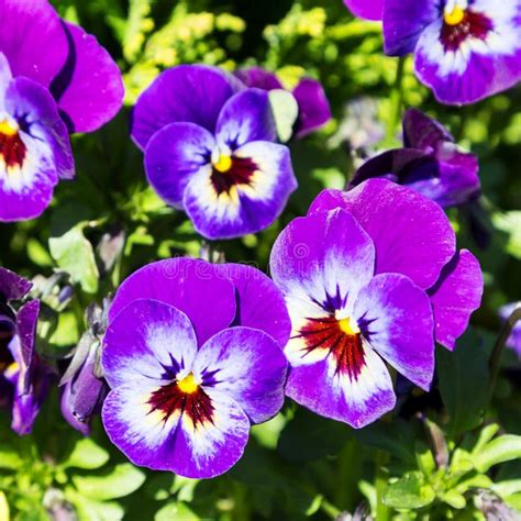 Purple Pansies Growing On The Ground In The Garden Stock Image Image