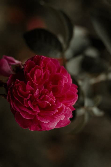 Pink Rose In Bloom In Close Up Photography · Free Stock Photo