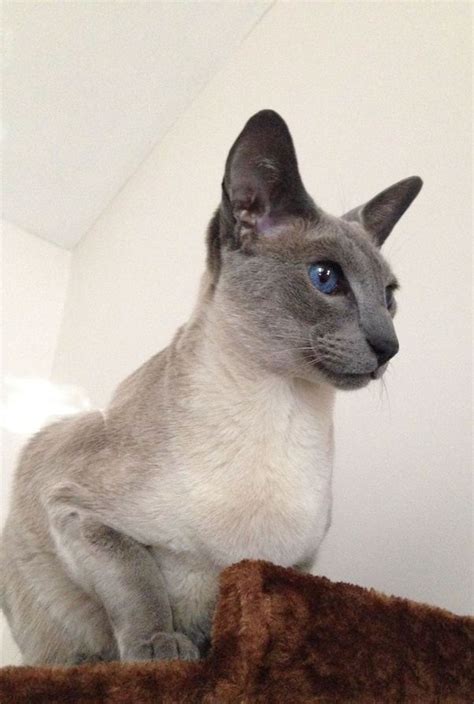 He's such a sweet boy with a loving, easygoing personality. How much on average does a Siamese cat cost? - Quora