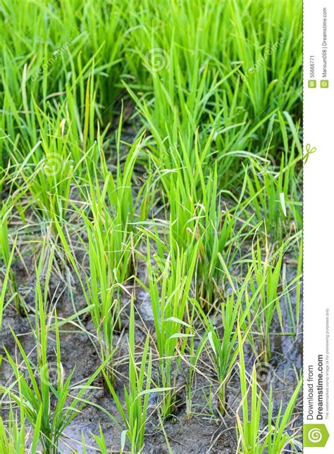 Green Rice Tree Stock Image Image Of Soil Crop Foliage 55666771