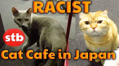 Cat cafe nyankoto is a tourist attraction in shinjuku. RACIST Cat Cafe in Tokyo, Japan // Anti White Japanese ...