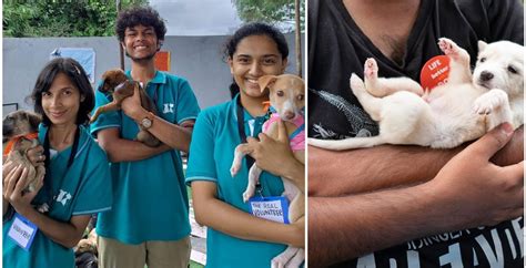 Give A Stray Dog Or Cat A Home Pet Adoption Camp In Pune Punekar News