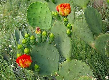 But it can be intimidating if you've never seen it. Stuff you didn't know you could do...: Spring in Sonoran ...
