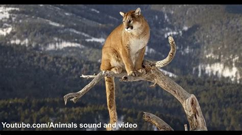 Cougar Roar Sound And Video Youtube