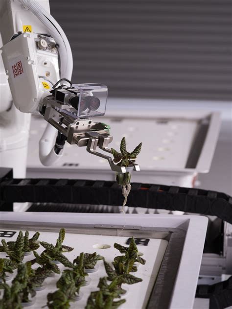 Lettuce Farming Robots Might Grow Your Next Salad Robot Farm