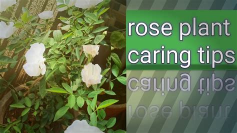 Rose Plant Caring Tips And Rose Flower Pics Youtube