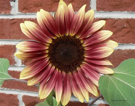 Red Sunflower | *Sunflowers | Pinterest | Red sunflowers, Sunflowers ...
