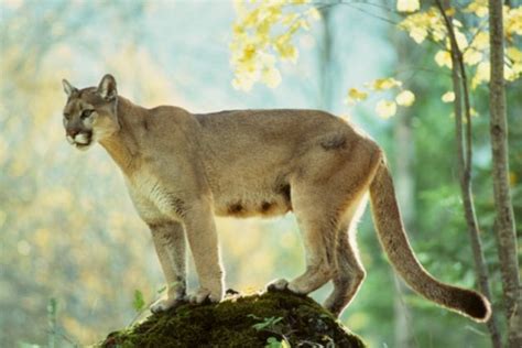 Female Mountain Lion Screaming Tonight Just Before Dusk Mountain