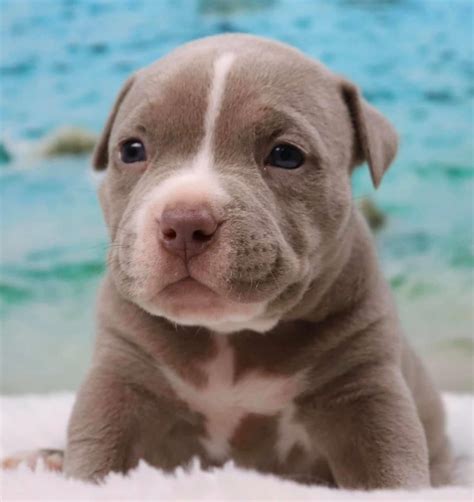 Hq Images Tri Color Bully Puppies American Bully Puppies For Sale Cuyahoga Falls Oh