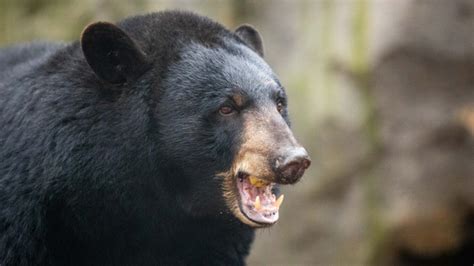 Watch Brawling Bears Caught On Camera Fighting On Tennessee Road Iheart