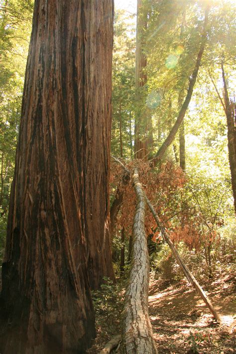 Giant Redwood Trees In California Free Stock Photo