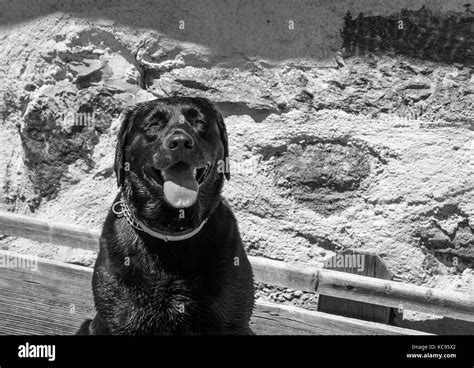 Black Labrador Retriever Dog Portrait Beautiful Big Old Dog Image In