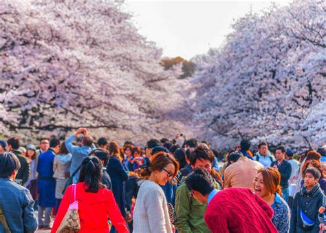Japan In Spring Tips For Enjoying Cherry Blossom Festivals In Japan