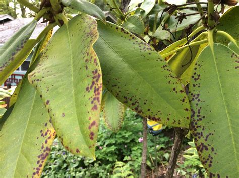 Many Brown Spots On Rhododendron Leaves 628333 Ask Extension