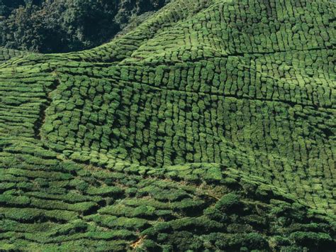 Visiter Les Cameron Highlands En Malaisie Entre Thé Et Randonnée