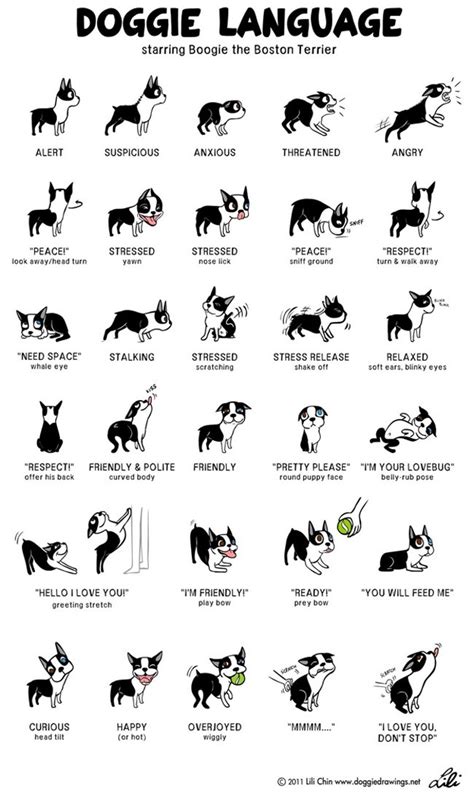 Dog Communication A Trainers Guide To Dog Body Language Bark Post