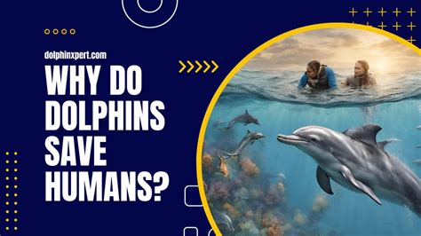 Why Do Dolphins Save Humans An Altruistic Act Of Compassion Dolphinxpert